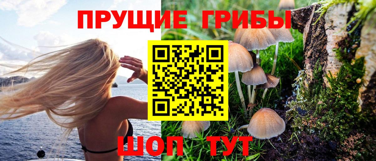Алексин  Псилоцибиновые грибы прущие грибы  Галлюциногенные грибы Psilocybine cubensis  Вход с VPN 